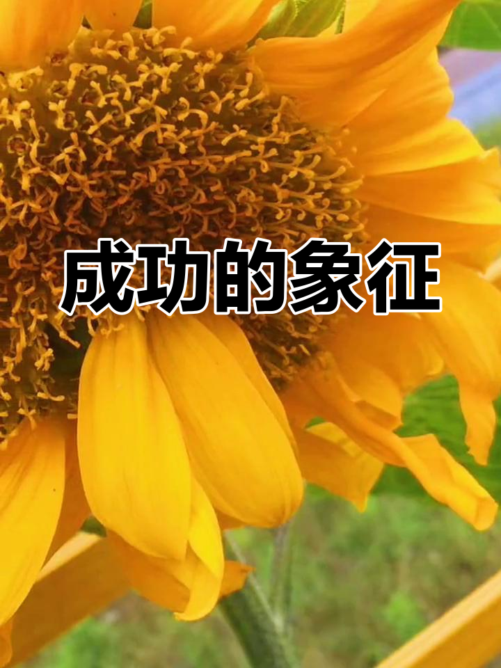 篮网球员谈训练感悟：奋力拼搏方能成功